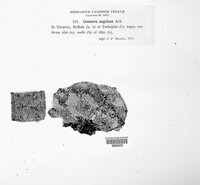 Lecanora carpinea image